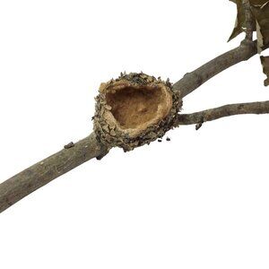 Hummingbird Nest Real Natural Authentic From the Woods Attached to Branch